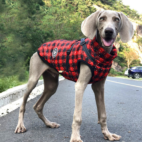 Waterproof hondenjas met geïntegreerd harnas - Houd je hond warm en droog